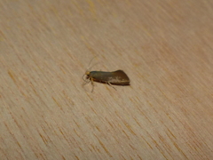 Crassa unitella