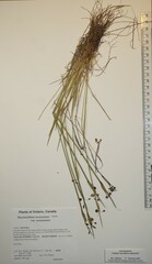 Sisyrinchium montanum montanum