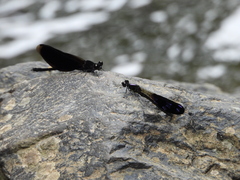 Aristocypha fenestrella