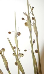 Sisyrinchium montanum montanum