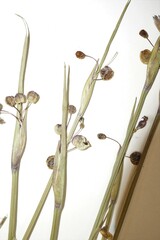 Sisyrinchium montanum montanum