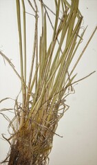 Sisyrinchium montanum montanum