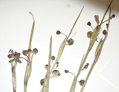 Sisyrinchium montanum montanum