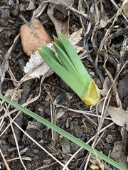 Asphodelus cerasiferus