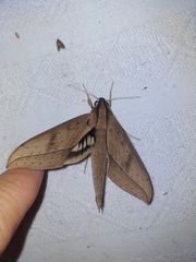 Xylophanes anubus