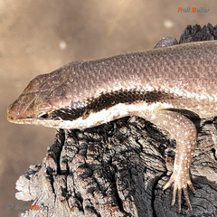 Trachylepis binotata