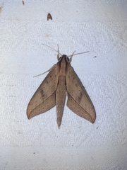 Xylophanes anubus