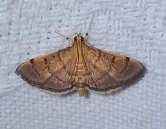 Salbia