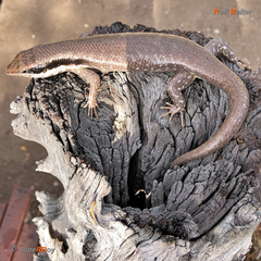 Trachylepis binotata