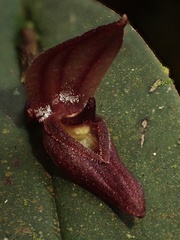 Pleurothallis deflexa