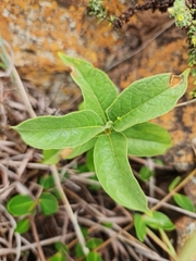 Solanum campylacanthum