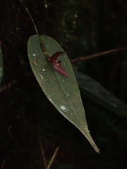 Pleurothallis deflexa