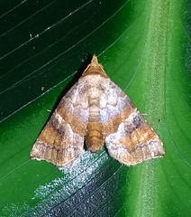 Cecharismena josealis