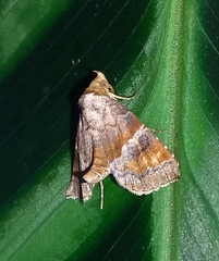 Cecharismena josealis