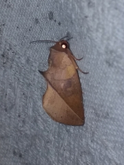 Apela