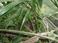 Bothrops punctatus