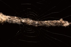 Cyclosa machadinho