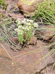 Crassula setulosa
