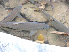 Neolissochilus stracheyi