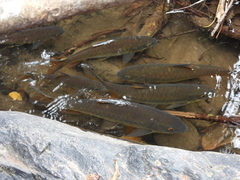 Neolissochilus stracheyi