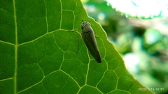 Cicadellinae