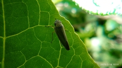 Cicadellinae