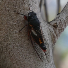 Yoyetta spectabilis