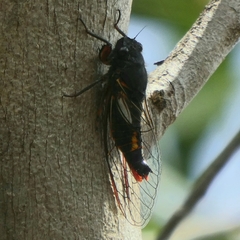 Yoyetta spectabilis