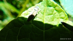 Cicadellinae