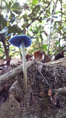 Entoloma virescens