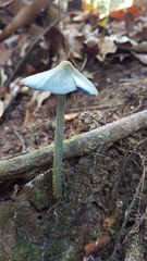 Entoloma virescens