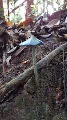 Entoloma virescens