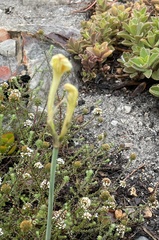 Cyrtanthus leucanthus