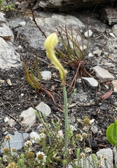 Cyrtanthus leucanthus