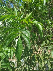 Sambucus peruviana