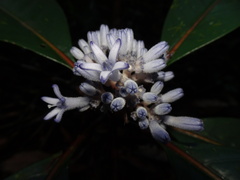 Psychotria poissoniana