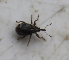 Anthonomus pedicularius