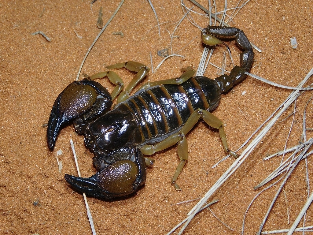 Scorpion fouisseur robuste (Scorpion à crête d'Afrique australe) (Opistophthalmus carinatus)