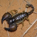 Robust Burrowing Scorpion - Photo (c) Paul Bester, some rights reserved (CC BY-NC), uploaded by Paul Bester