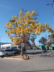 Roseodendron donnell-smithii
