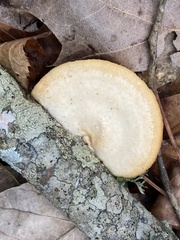 Neofavolus americanus