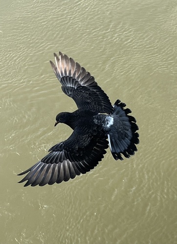 Feral Pigeon photographed in Iowa