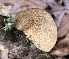 Neofavolus americanus