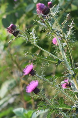 Cirsium japonicum