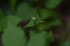 Persicaria senticosa