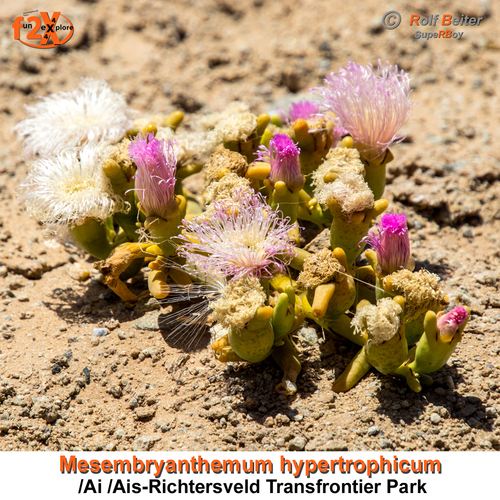 Opophytum aquosum (L. Bolus) N.E.Br. 3