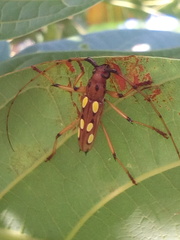 Eburodacrys sexmaculata