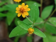 Melampodium divaricatum