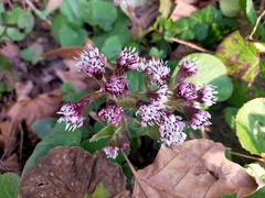Petasites pyrenaicus