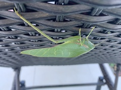 Philophyllia guttulata